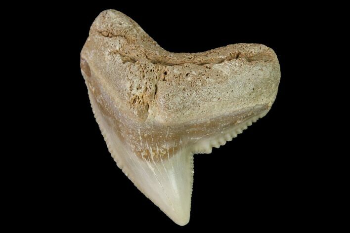 Fossil Tiger Shark (Galeocerdo) Tooth - Aurora, NC #143916